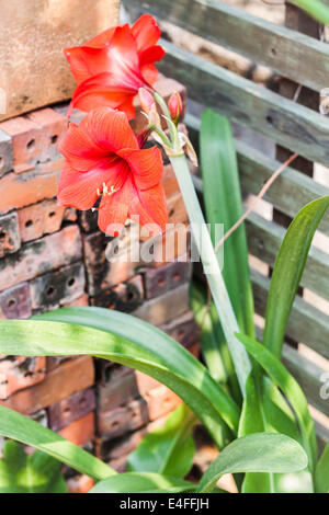 Blume der rote Amaryllis im Hausgarten Stockfoto