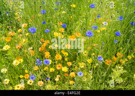 Anzeige von wilden Blumen in Calverley Gelände Royal Tunbridge Wells, West Kent, England, UK Stockfoto