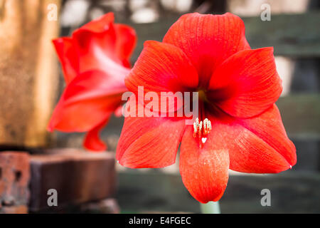 Nahaufnahme von roten Amaryllis Blume im Garten Stockfoto