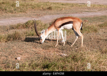 Männliche Thomson es Gazelle Beweidung in Amboseli National Park Kenia in Ostafrika Stockfoto