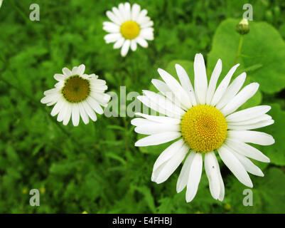 Grüne Wiese mit Blumen-Gänseblümchen Stockfoto