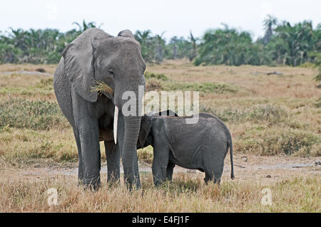 Afrikanische Elefantendame Spanferkel ihr Kälbchen Amboseli Nationalpark Kenia Ostafrika Elefanten BABY Spanferkel AMBOSELI Kenia Stockfoto