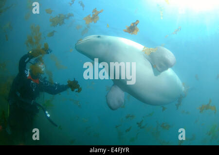 Beluga-Wal oder Weißwal (Delphinapterus Leucas) Meer von Japan, der Insel Russki, Fernost, Primorje, Primorsky Krai, Rußland Stockfoto