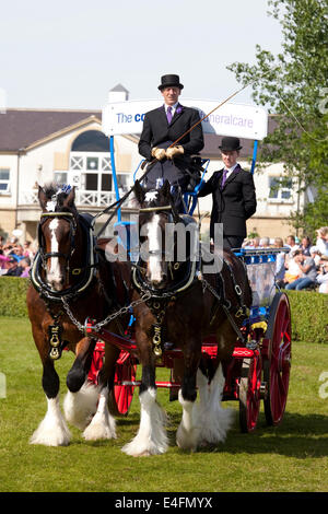 Harrogate, North Yorkshire, UK. 9. Juli 2014.  Ein Teilnehmer im Abschnitt "Paare" die schweren Pferde Wahlbeteiligung in der Hauptarena auf der Great Yorkshire Show auf anzeigen 9. Juli 2014 in Harrogate in North Yorkshire, England. Dieser Teilnehmer ist die Co-Operative Beerdigung kümmern Shire Horse paar. Bildnachweis: AC Bilder/Alamy Live-Nachrichten Stockfoto