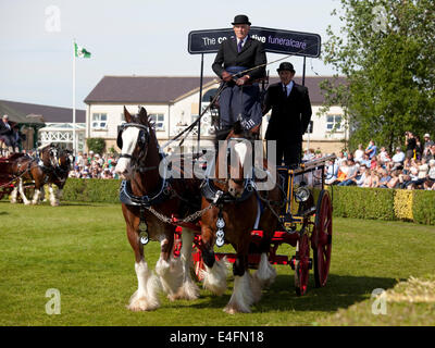 Harrogate, North Yorkshire, UK. 9. Juli 2014.  Ein Teilnehmer im Abschnitt "Paare" die schweren Pferde Wahlbeteiligung in der Hauptarena auf der Great Yorkshire Show auf anzeigen 9. Juli 2014 in Harrogate in North Yorkshire, England.  Dieser Teilnehmer ist der Co-Operative Beerdigung kümmern Clydesdale Horse-Eintrag. Bildnachweis: AC Bilder/Alamy Live-Nachrichten Stockfoto