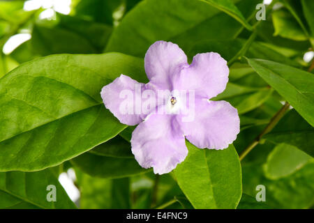 Nahaufnahme des violetten Brunfelsia Jasmin Blume, Isoalted auf weiß Stockfoto