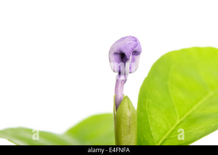 Nahaufnahme des violetten Brunfelsia Jasmin Blume, Isoalted auf weiß Stockfoto