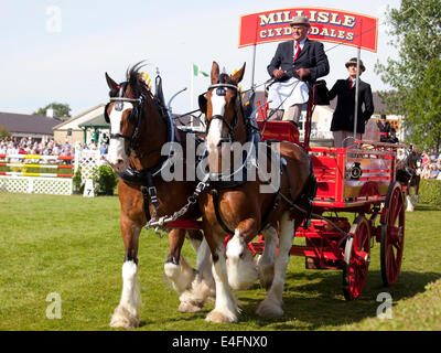 Harrogate, North Yorkshire, UK. 9. Juli 2014.  Hugh Ramsay Anzeige seiner Mühle Isle Clydesdales im Abschnitt Paare die schwere Pferde-Beteiligung bei der Great Yorkshire Show am 9. Juli 2014 in Harrogate in North Yorkshire, England. Bildnachweis: AC Bilder/Alamy Live-Nachrichten Stockfoto