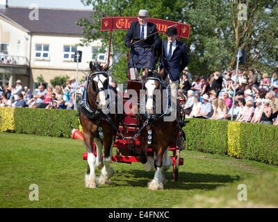 Harrogate, North Yorkshire, UK. 9. Juli 2014.  Ein Teilnehmer im Abschnitt "Paare" die schweren Pferde Wahlbeteiligung in der Hauptarena auf der Great Yorkshire Show auf anzeigen 9. Juli 2014 in Harrogate in North Yorkshire, England. Bildnachweis: AC Bilder/Alamy Live-Nachrichten Stockfoto