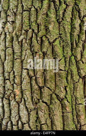 Oberflächenstruktur Muster der alten Baumrinde Stockfoto