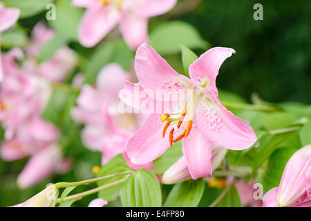 Nahaufnahme von rosa Lilie Blumen im Frühling Stockfoto