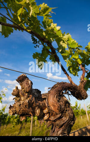 Nahaufnahme von Schnecken auf Weinreben. Stockfoto