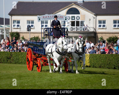 Harrogate, North Yorkshire, UK. 9. Juli 2014.  Ein Teilnehmer im Abschnitt "Paare" die schweren Pferde Wahlbeteiligung in der Hauptarena auf der Great Yorkshire Show auf anzeigen 9. Juli 2014 in Harrogate in North Yorkshire, England. Dieser Teilnehmer ist ein paar schwere Pferde Percheron zeigt. Bildnachweis: AC Bilder/Alamy Live-Nachrichten Stockfoto