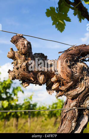 Nahaufnahme von Schnecken auf Weinreben. Stockfoto