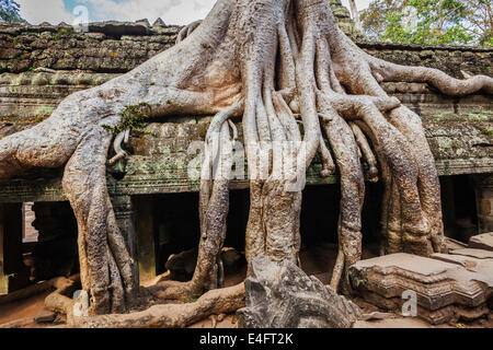 Reisen Sie Kambodscha Konzept Hintergrund - antiken mit Baumwurzeln, Ta Prohm Tempel Angkor, Kambodscha Ruinen Stockfoto