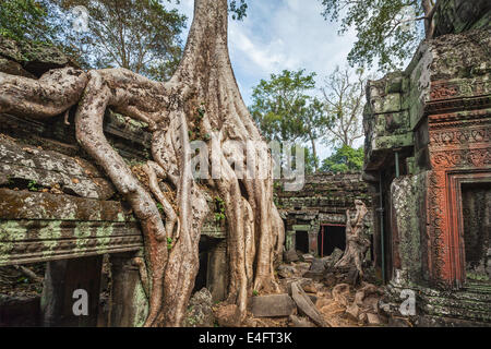 Reisen Sie Kambodscha Konzept Hintergrund - antiken mit Baumwurzeln, Ta Prohm Tempel Angkor, Kambodscha Ruinen Stockfoto