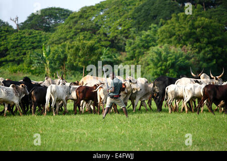 Afrikan Rinder zwischen grünen Palmen auf dem Weg zu einer neuen Wiese Stockfoto