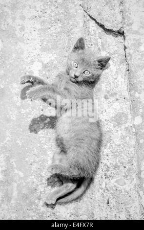 Süße Russisch Blau Kätzchen Rollen auf dem Boden. Schwarz / weiß Hallo key Fotografie Stockfoto