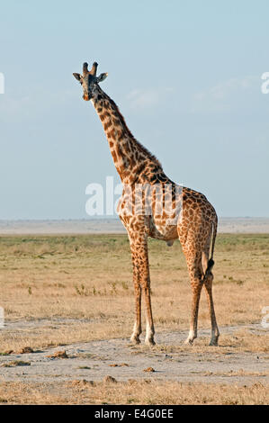 Männliche gemeinsame oder Masai Giraffe in Amboseli National Park Kenia Ostafrika männlichen gemeinsame GIRAFFE AMBOSELI Kenia Stockfoto