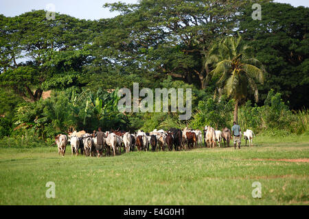 Afrikan Rinder zwischen grünen Palmen auf dem Weg zu einer neuen Wiese Stockfoto