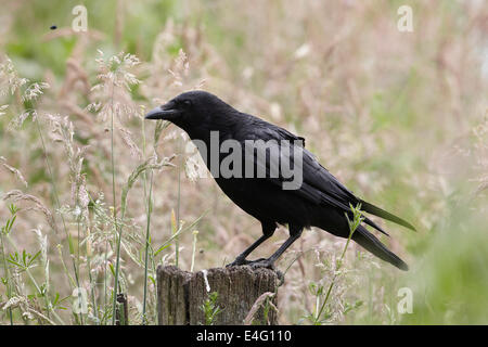 AAS-Krähe, Corvus Corone Corone, Nahaufnahme, UK Stockfoto