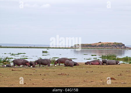 Große Gruppe von Erwachsenen Flusspferde ruhen auf der Sumpf im Amboseli Nationalpark Kenia Ostafrika HIPPO NILPFERDE Nilpferd AMB Stockfoto