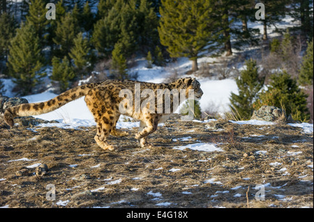Schneeleopard (Panthera Uncia oder Uncia Uncia), Bozeman, Montana, USA Stockfoto