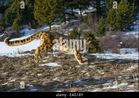 Schneeleopard (Panthera Uncia oder Uncia Uncia), Bozeman, Montana, USA Stockfoto