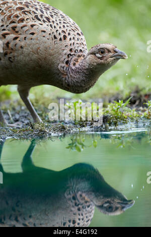 Fasan (Hen), Phasianus Colchicus, spiegelt sich in und aus einem Teich, East Yorkshire, UK zu trinken. Stockfoto