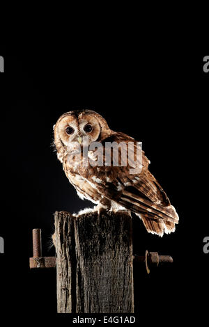 Waldkauz, Strix aluco, UK auf einen Post in der Nacht Stockfoto