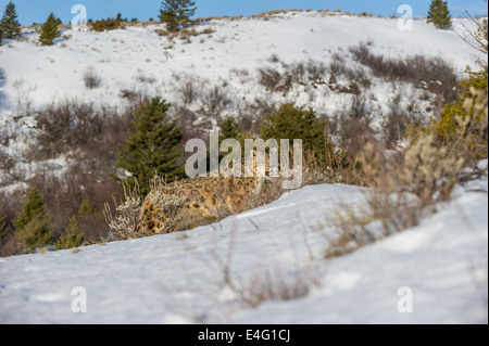 Schneeleopard (Panthera Uncia oder Uncia Uncia), Bozeman, Montana, USA Stockfoto