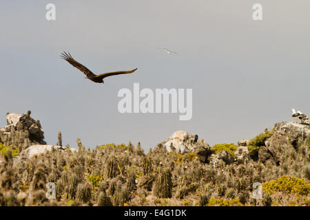 Vogel im Flug bei Punta de Choros, Isla Damas, La Serena, Chile. 2013, Nov 02/03 Stockfoto