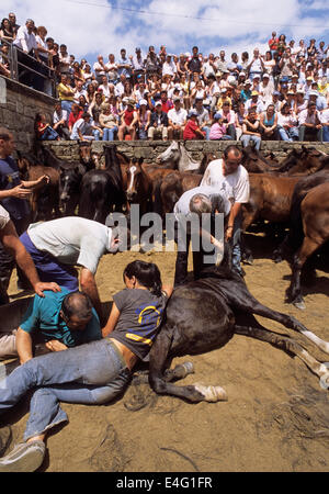 Aloitadores (Kämpfer) stabil zu halten das wilde Pferd am Boden während der Rapa Das Bestas in Sabucedo, Galicien, Spanien Stockfoto