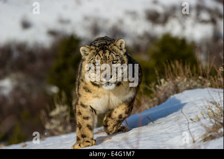 Schneeleopard (Panthera Uncia oder Uncia Uncia), Bozeman, Montana, USA Stockfoto