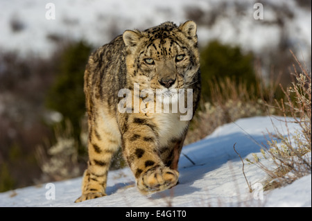 Schneeleopard (Panthera Uncia oder Uncia Uncia), Bozeman, Montana, USA Stockfoto