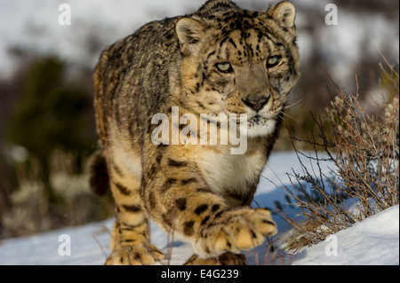Schneeleopard (Panthera Uncia oder Uncia Uncia), Bozeman, Montana, USA Stockfoto