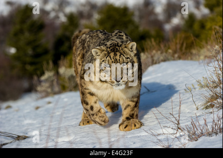 Schneeleopard (Panthera Uncia oder Uncia Uncia), Bozeman, Montana, USA Stockfoto