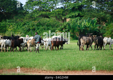 Afrikan Rinder zwischen grünen Palmen auf dem Weg zu einer neuen Wiese Stockfoto