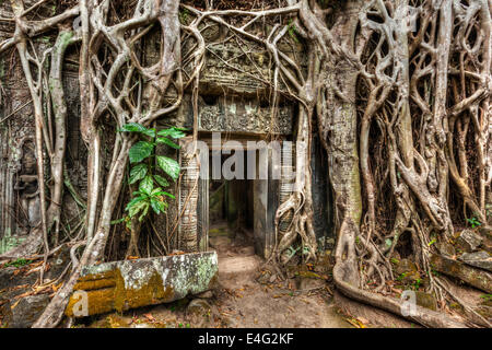 Reisen Sie Kambodscha Konzept Hintergrund - alte steinerne Tür und Baumwurzeln, Tempelruinen Ta Prohm, Angkor, Kambodscha Stockfoto
