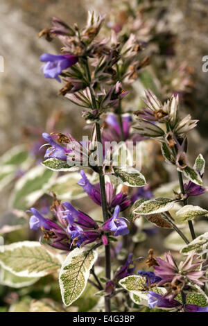 Bild der vielfältigen Salbei (Salvia Officinalis 'Icterina') Stockfoto