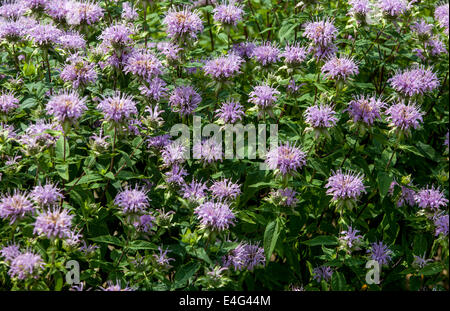 Monarda didyma 'Blue Stocking' Bergamotte Stockfoto