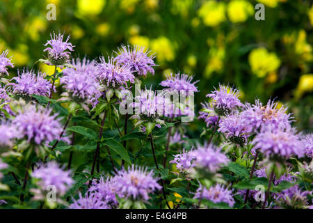 Monarda didyma 'Blue Stocking' Bergamotte Stockfoto