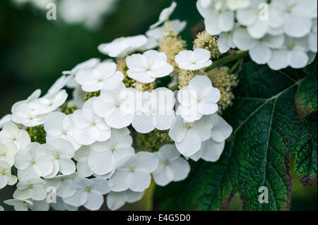 Hydrangea Quercifolia Snow Queen, weiß blühenden Strauch. Stockfoto