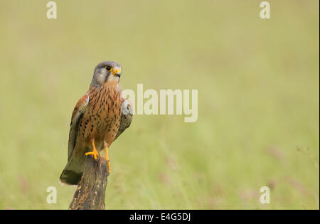 Wilde männliche Kestrel Falco Tinnunculus gehockt Baumstumpf Stockfoto