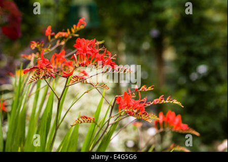 Crocosmia Lucifer rot blühenden Monbretia. Stockfoto