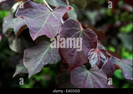 Cercis Canadensis Forest Pansy, östliche Redbud.purple Blatt Stockfoto