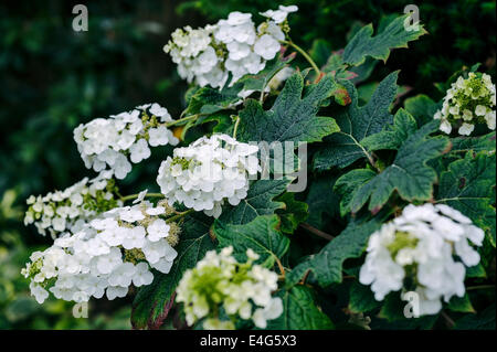 Hydrangea Quercifolia Snow Queen, weiß blühenden Strauch. Stockfoto