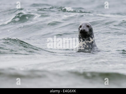 Neugierig gemeinsame Dichtung Phoca Vitulina im Moray Firth, Schottland Stockfoto