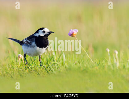 Trauerschnäpper Bachstelze Motacilla Alba auf Boden Stockfoto