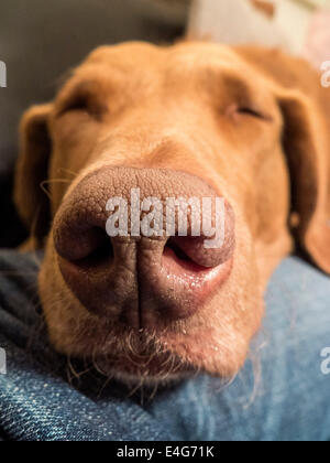 Hundenase (Chesapeake Bay Retriever) Stockfoto